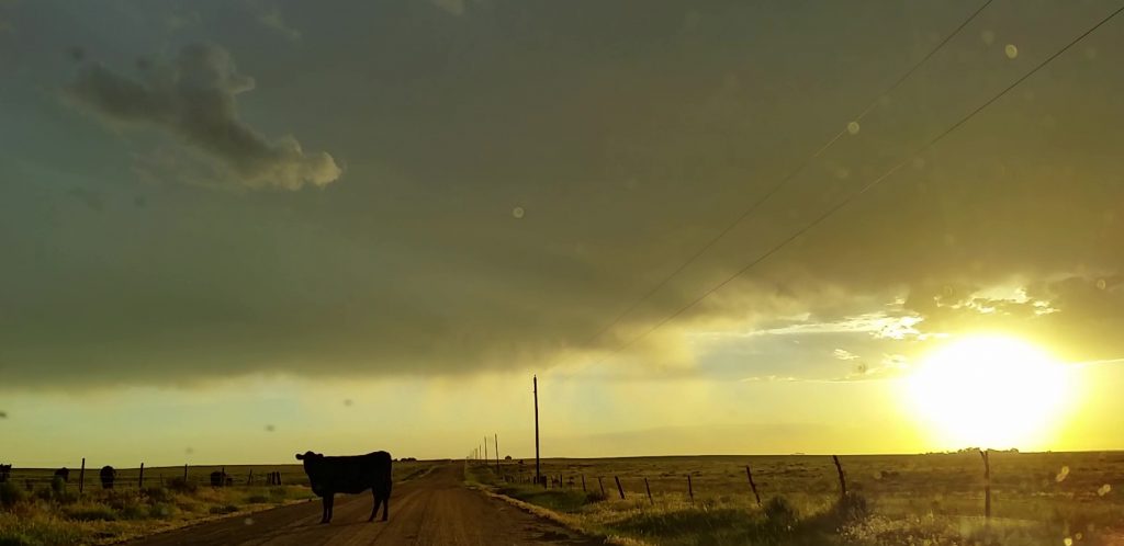 It's always something cow related in Colorado, I swear. This is actually heading back; the dashcam screwed up focus as per usual on our first encounter with this cow.
